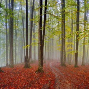 تور ۱ روزه جنگل رویایی راش