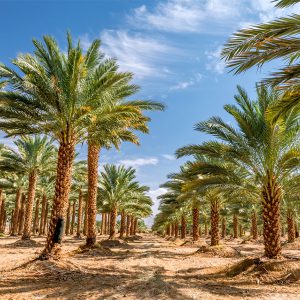 سفر به ناشناخته های بوشهر تا کنگان