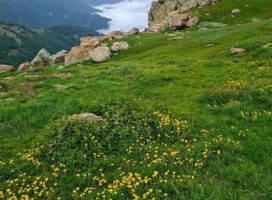 images (1)