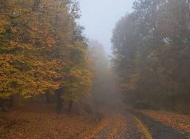 images (25)